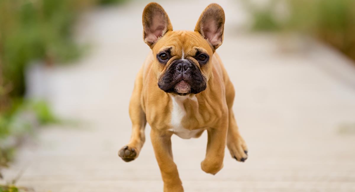 What Causes Short Lifespan of French Bulldogs