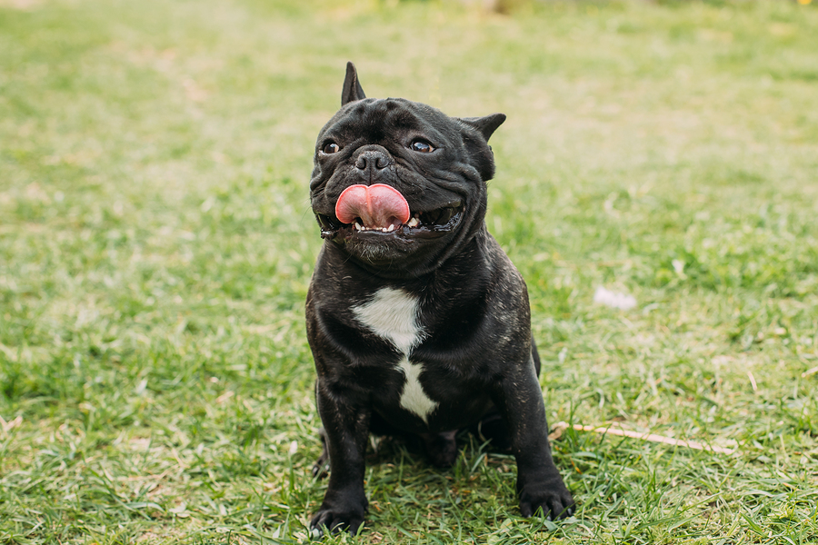 Why Do French Bulldogs Breathe Fast?