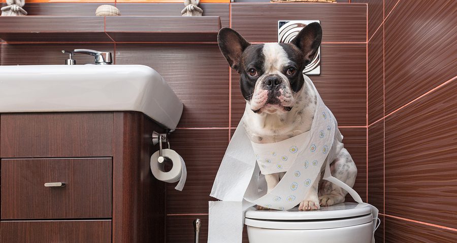 Why Do your French bulldog poop so many times