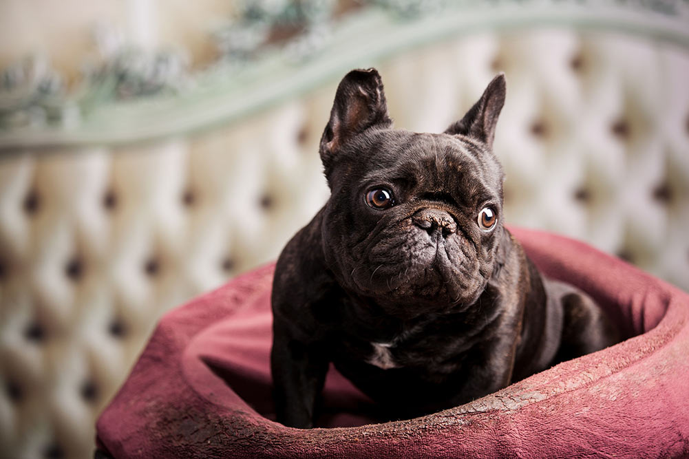 Why Does Your French Bulldog Eat His Poop