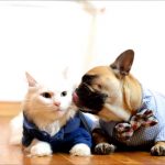 Are French Bulldogs Good With Cats