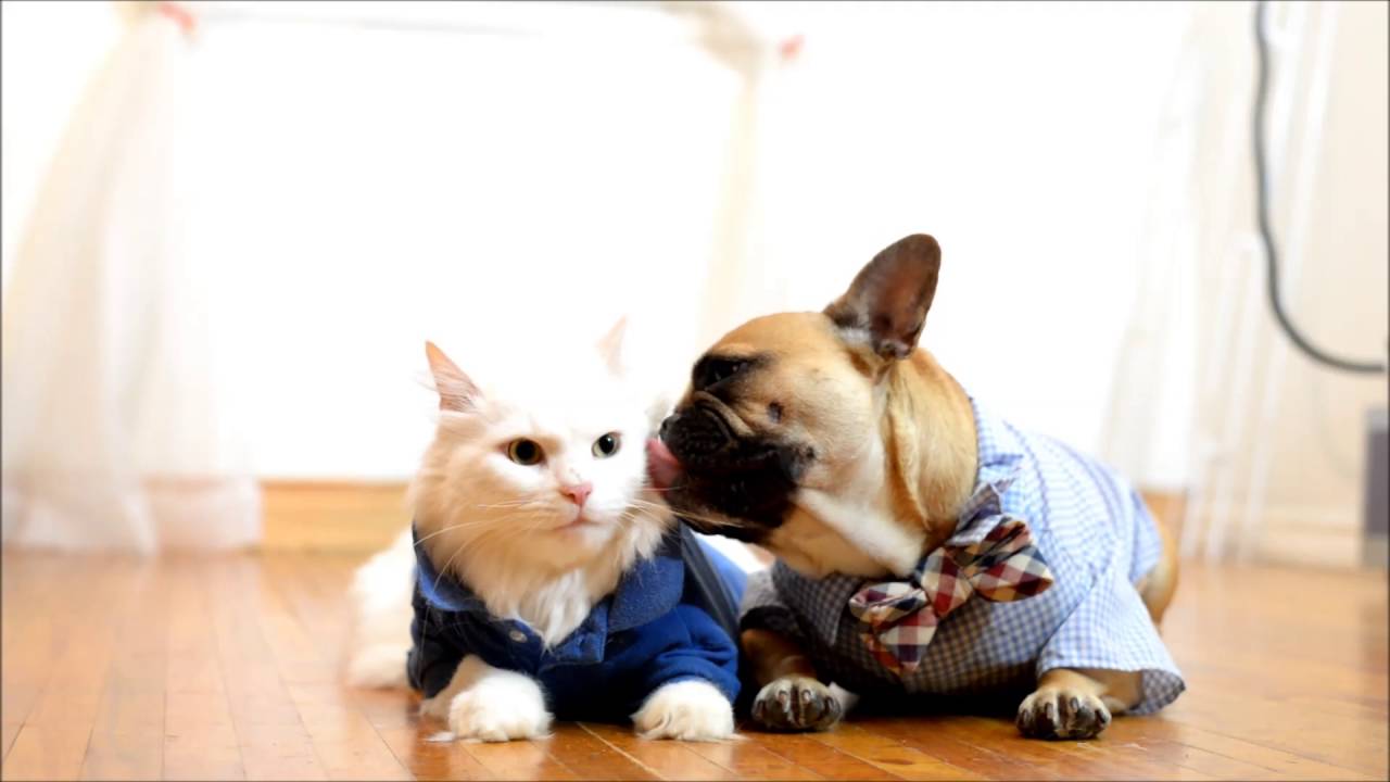 Are French Bulldogs Good With Cats