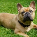 French Bulldog Breeding Age