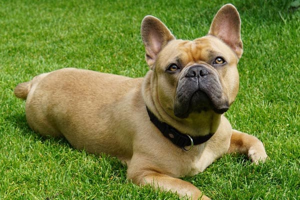 French Bulldog Breeding Age