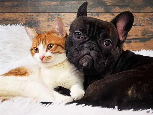 Why Don't Cats And Dogs Get Along
