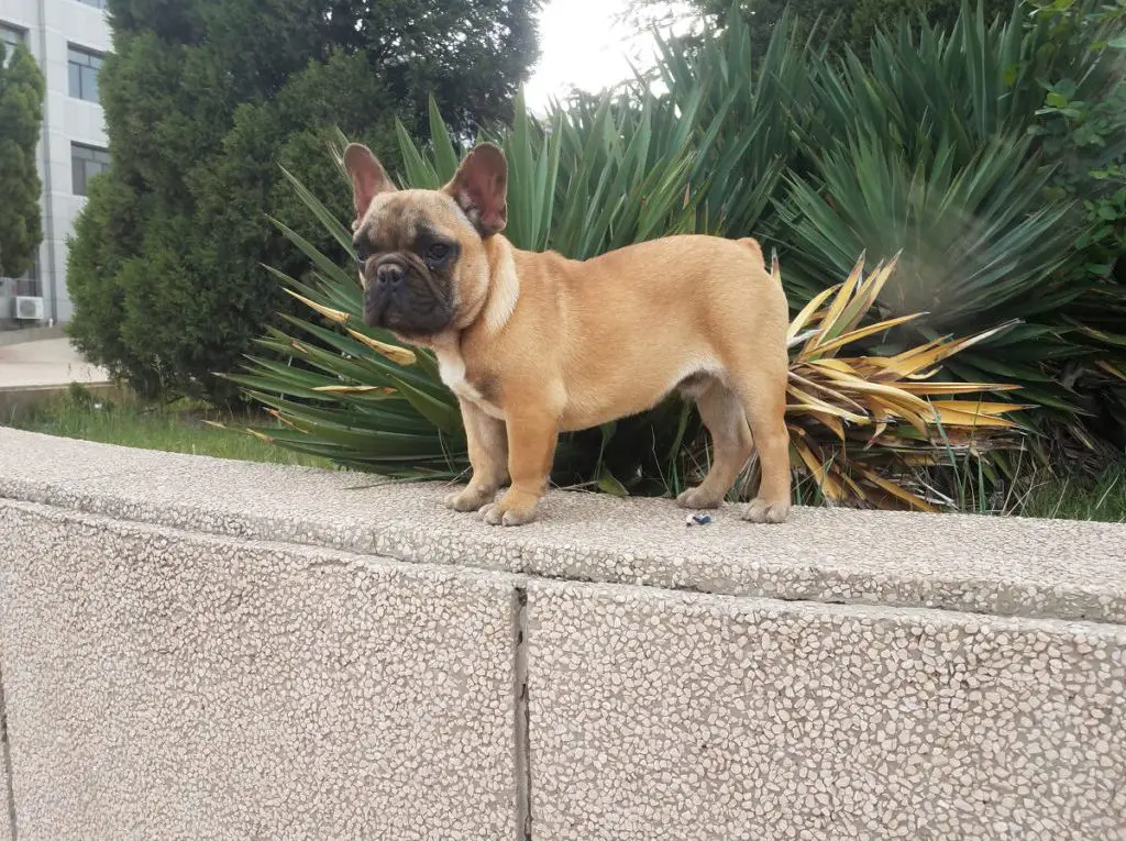 Are French Bulldogs Good Apartment Dogs