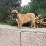 Are French Bulldogs Good Apartment Dogs