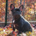 Are French Bulldogs High Maintenance