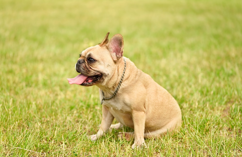 celebrities with french bulldog