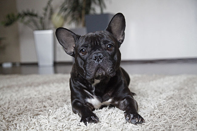 Do French bulldogs need a lot of exercise