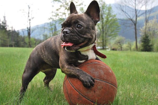 Exercise chart for French Bulldog puppies