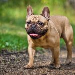 French Bulldog Intelligence