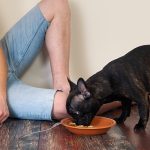 French Bulldog On Diet