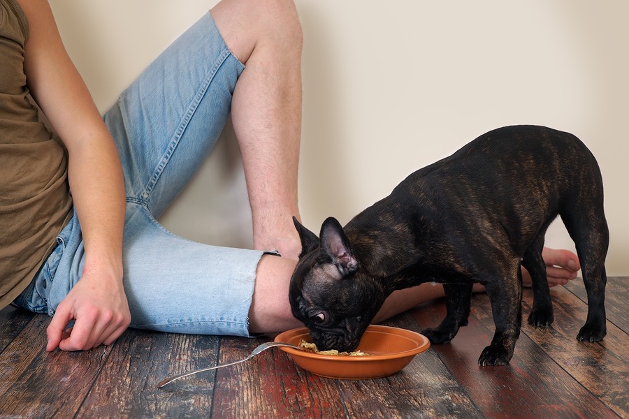 French Bulldog On Diet