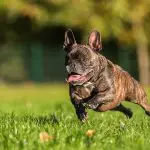 How Much Exercise Does a French Bulldog Puppy Need