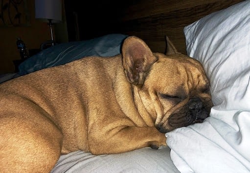 How To Help Your French Bulldogs Sleep