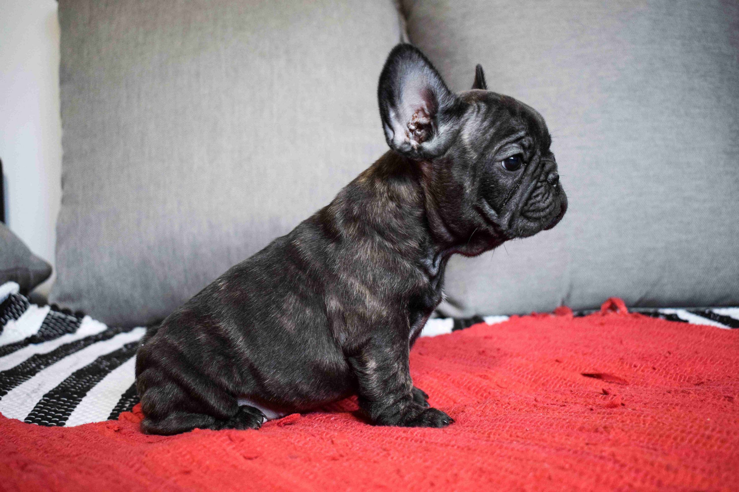 Pros and cons of neutering the French Bulldogs