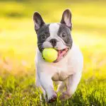 What Were French bulldogs bred for