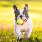 What Were French bulldogs bred for