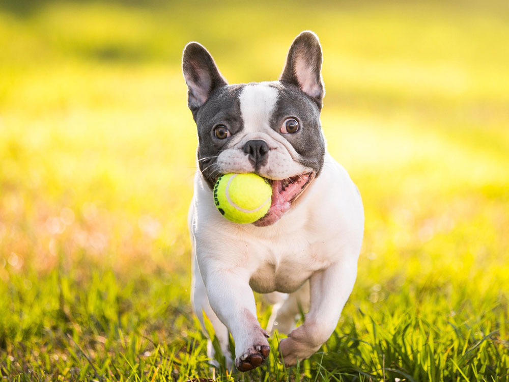 What Were French bulldogs bred for