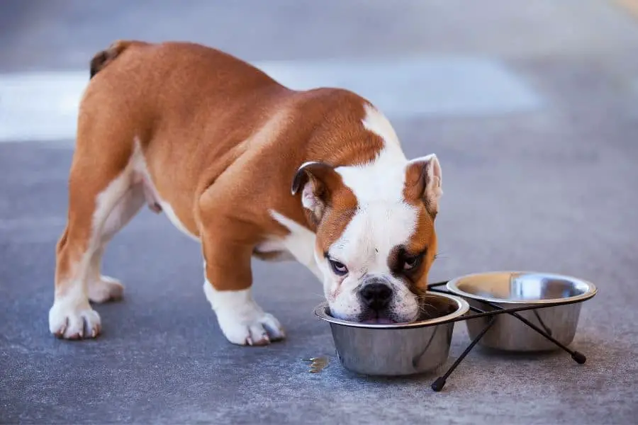 What can't French bulldogs eat