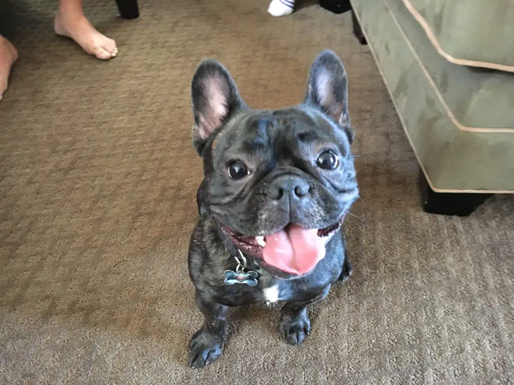 What to expect after neutering your Frenchie