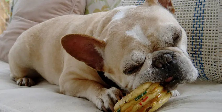 What to feed a French bulldog puppy