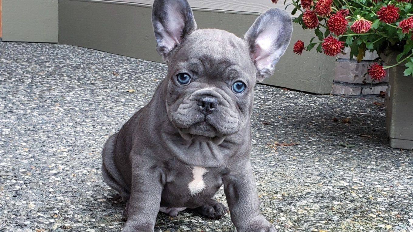 When to Neuter A French Bulldog