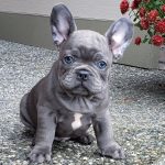 When to Neuter A French Bulldog