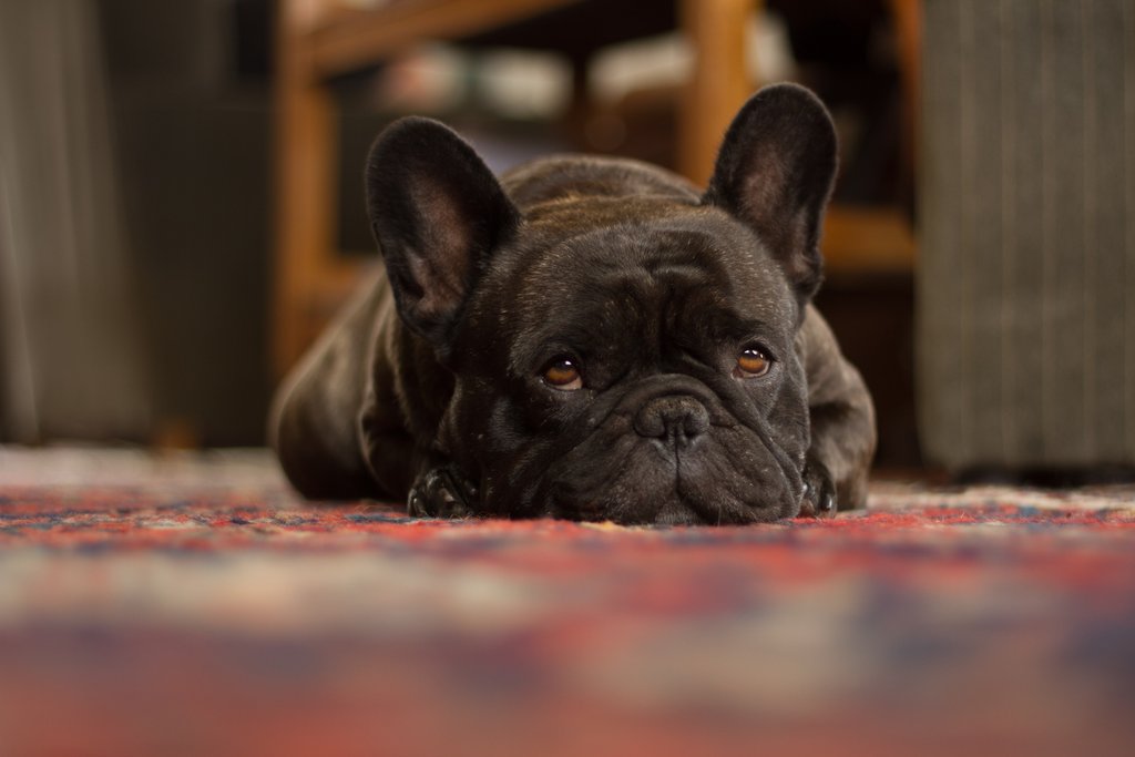 Where Do French Bulldogs Like To Sleep