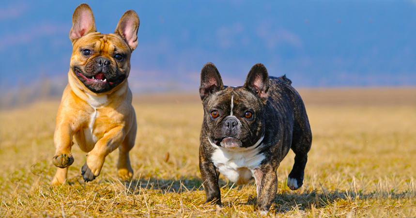 french bulldog intelligence