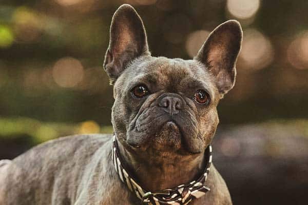 Why do Frenchies fart more than other dogs