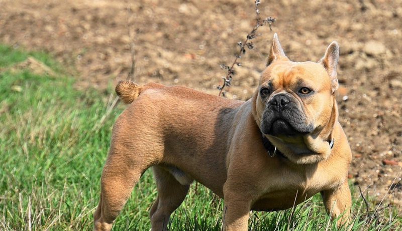 Are French Bulldogs Born With Tails?