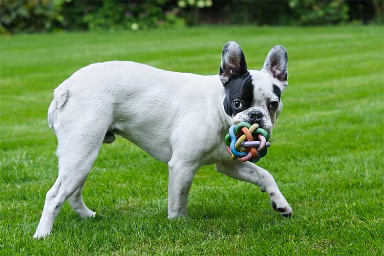 Do French Bulldogs Have Tails