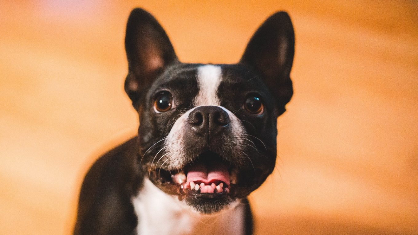 French Bulldog Aggression