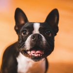 French Bulldog Aggression