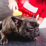 French Bulldog Hair Loss