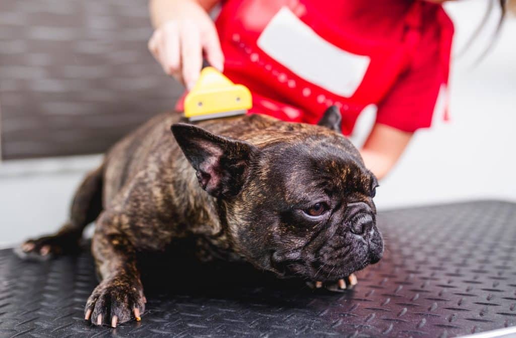 French Bulldog Hair Loss