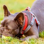 French Bulldog Harness Or Collar