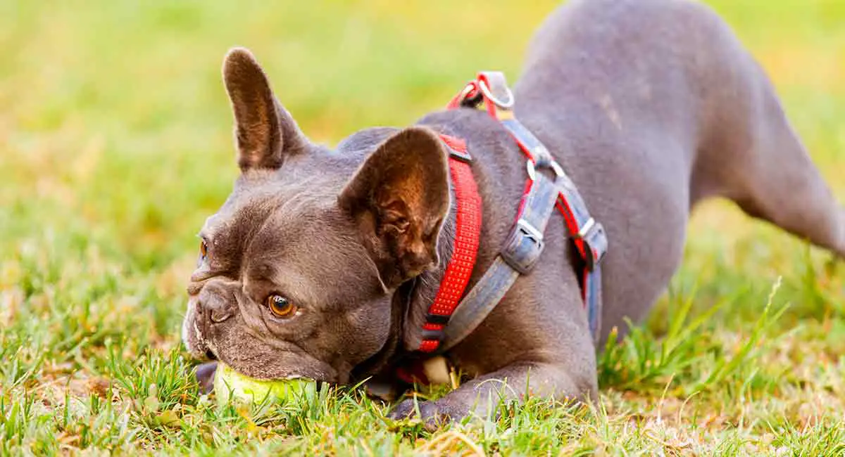 French Bulldog Harness Or Collar