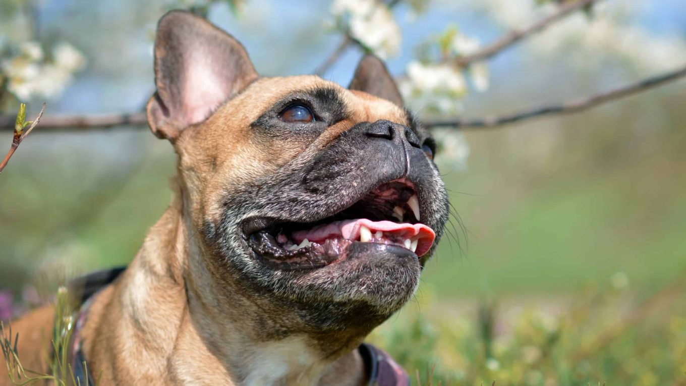 French Bulldog Reverse Sneezing