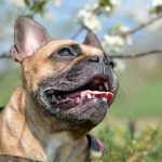 French Bulldog Reverse Sneezing