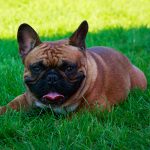 Dog Breed French Bulldog On The Green Grass?