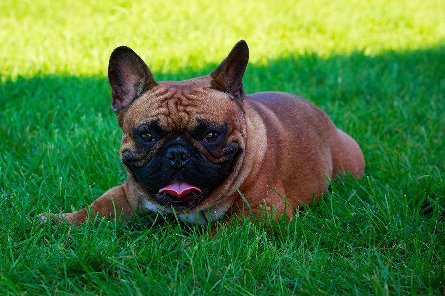 Dog Breed French Bulldog On The Green Grass?