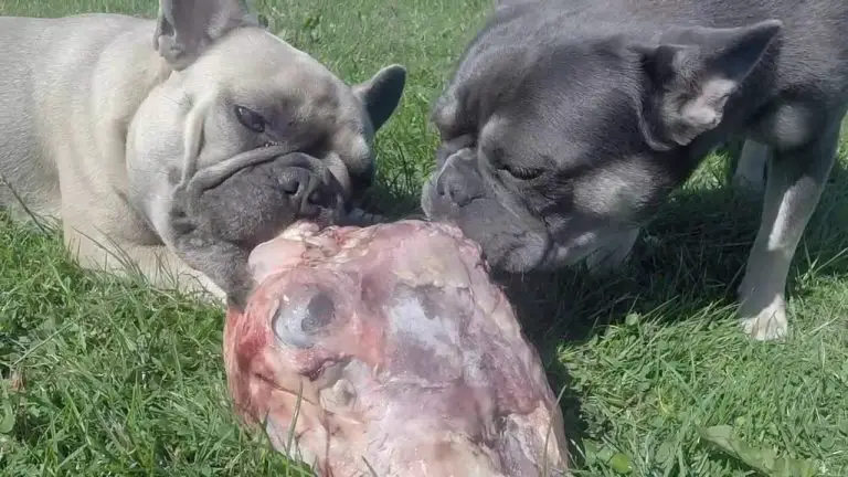 Can French Bulldogs Eat Raw Chicken?