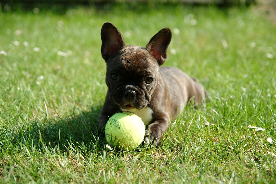 How To Treat the Hair Loss In A French Bulldog