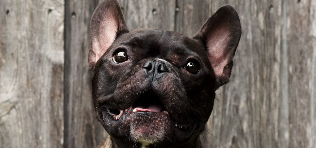 How to Stop Your French Bulldogs Aggression