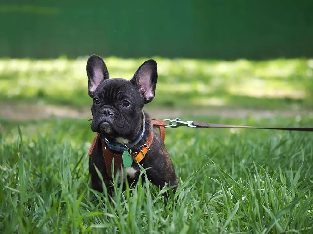 How to Train A French Bulldog To Wear A Harness