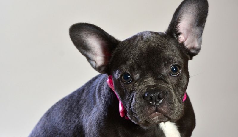 Noises French bulldogs make and their meanings