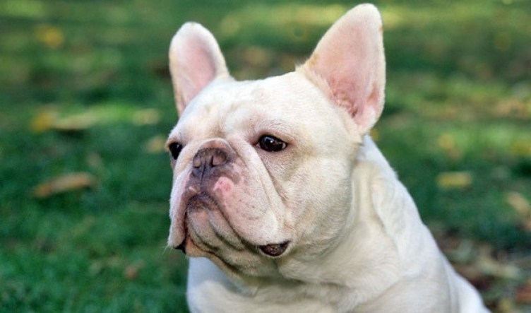 Reasons For French Bulldog Hair Loss